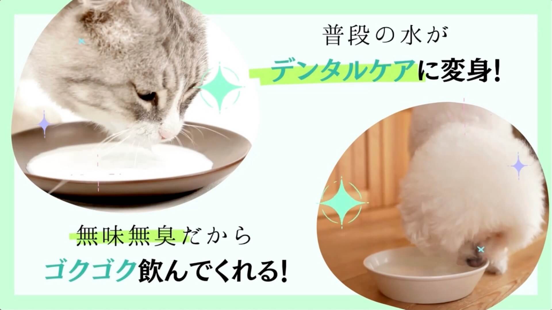アニハ 犬猫用 液体ハミガキ ６本 アニハ 犬猫用 液体ハミガキ【獣医師監修】水にまぜるペット用